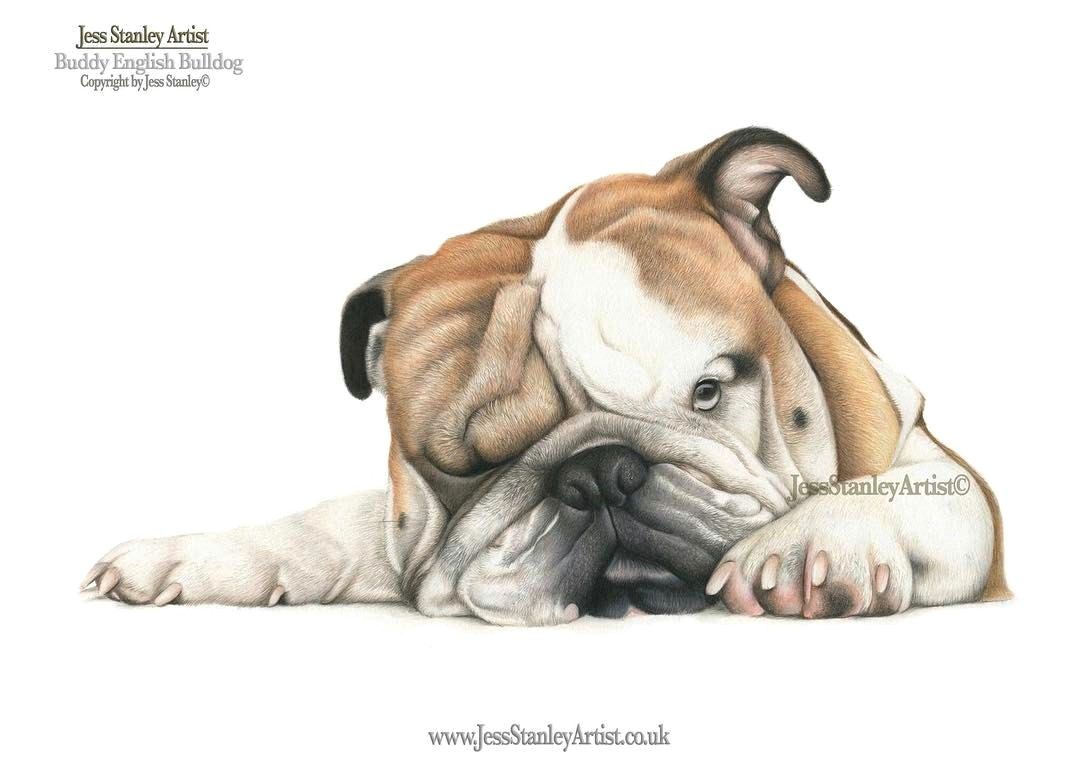 Dog Drawing Artist Uk Pin by Anna Wahlen On Colored Pencil Art Dog Art Dog Portraits Dogs