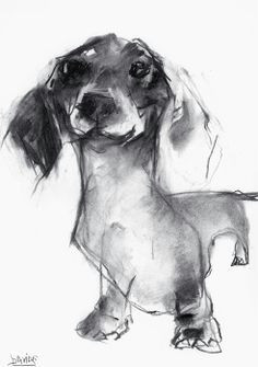 Dog Drawing Artist Uk Valerie Davide Dachshund Sketch In Charcoal All Dachshund