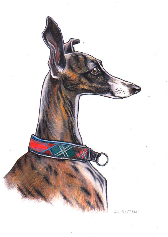 Dog Drawing Artist Uk Whippet Art Print Giclee Print Taken From A Drawing by Uk Artist