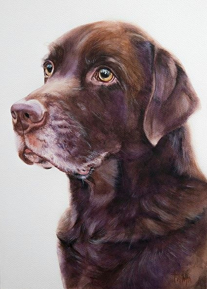 Dog Drawing Artists Labrador Boy Watercolor Artist Tanja Kooymans sofi Cocker In 2019
