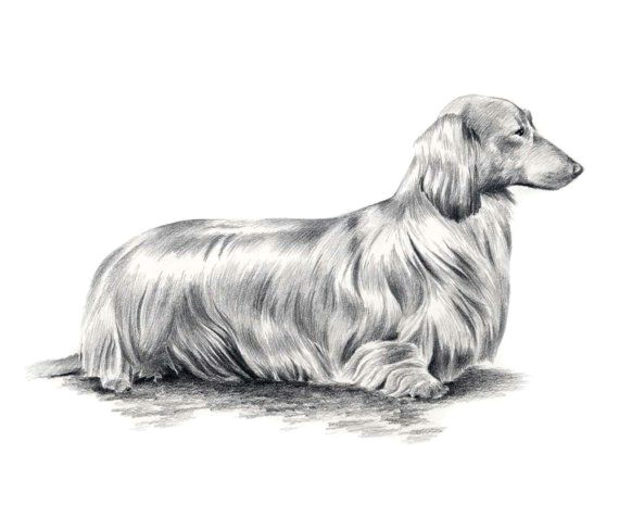 Dog Drawing Artists Long Haired Dachshund Dog Pencil Drawing Art Print Signed by Artist