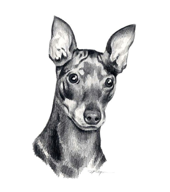 Dog Drawing Artists Miniature Pinscher Dog Pencil Drawing Art Print by Artist Dj Rogers