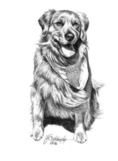 Dog Drawing Artists the Chocolate Labradoodle Portrait Hand Sketched Pencil Portrait