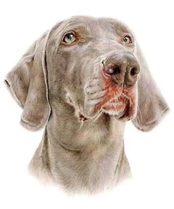 Dog Drawing Colored Pencil Ben Weimaraner Coloured Pencil Drawing Drawing Pinterest