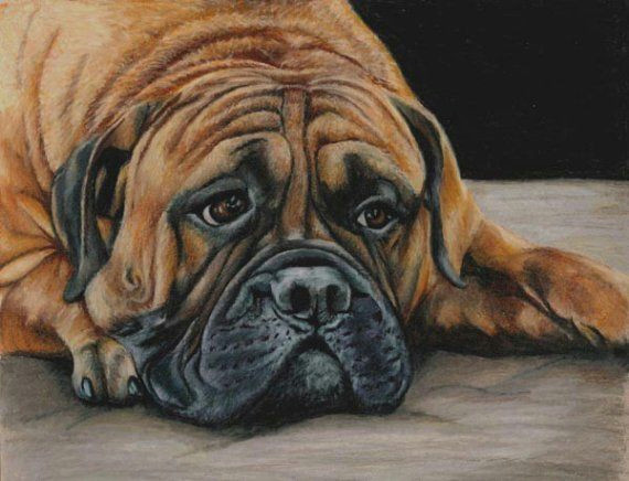 Dog Drawing Colored Pencil Colored Pencil Bull Mastiff Dog Drawing by Portraitsbyaleks