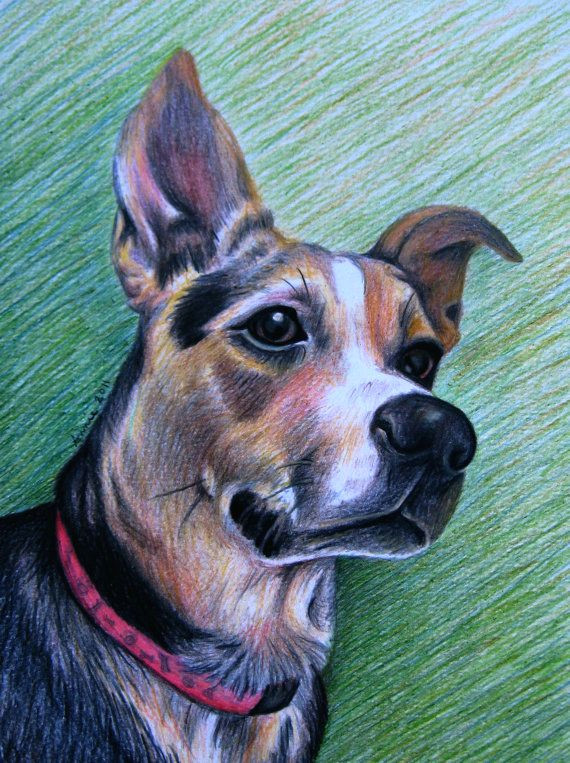 Dog Drawing Colored Pencil Custom Colored Pencil Pet Portrait One Subject by Anniedraper