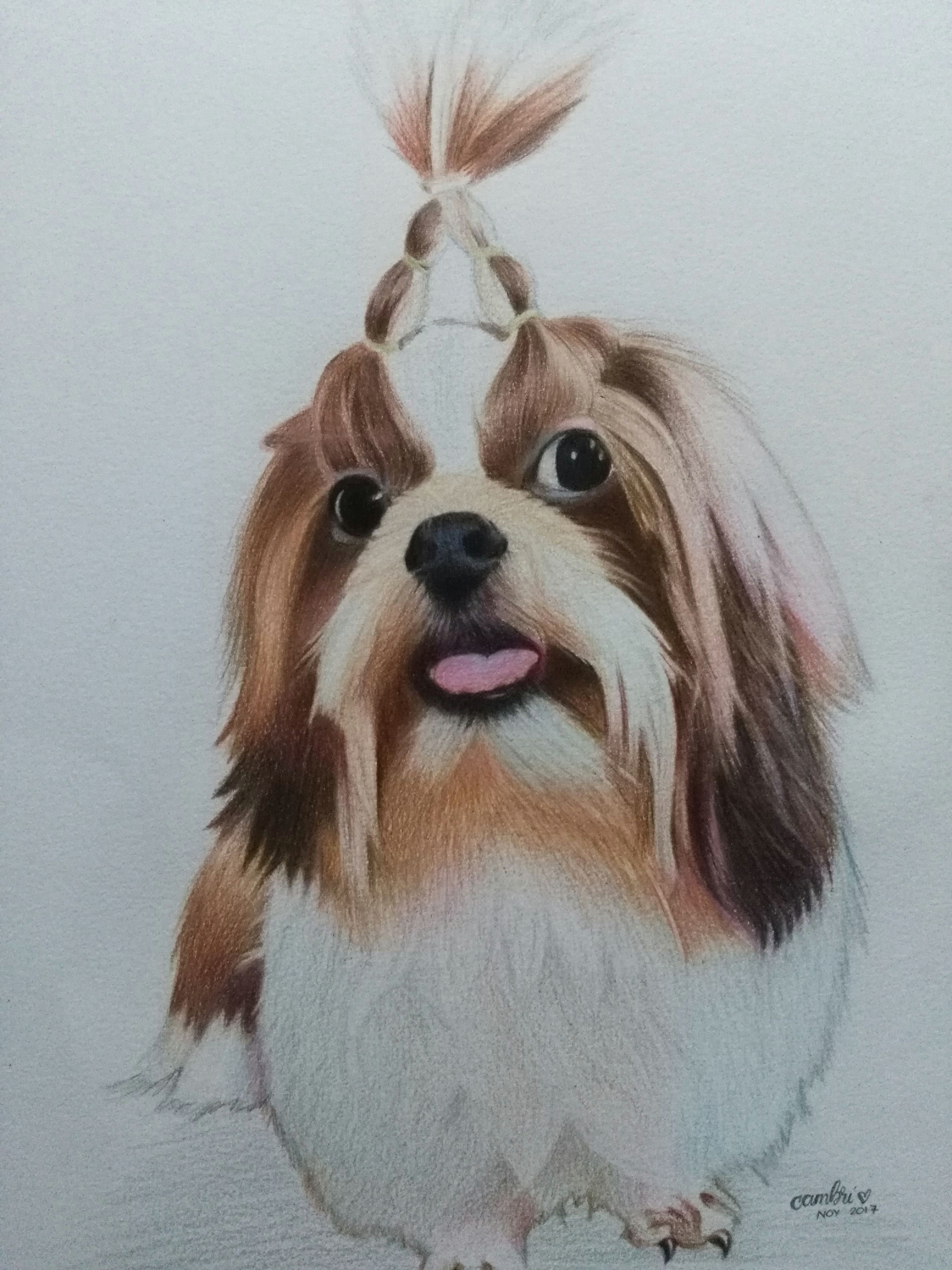 Dog Drawing Colored Pencil Dog Portrait Drawn Using Colored Pencil Artworks by Camille