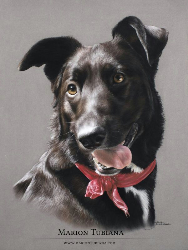 Dog Drawing Colored Pencil Img 8597 Copie Colored Pencil Drawing In 2018 Pinterest Dog