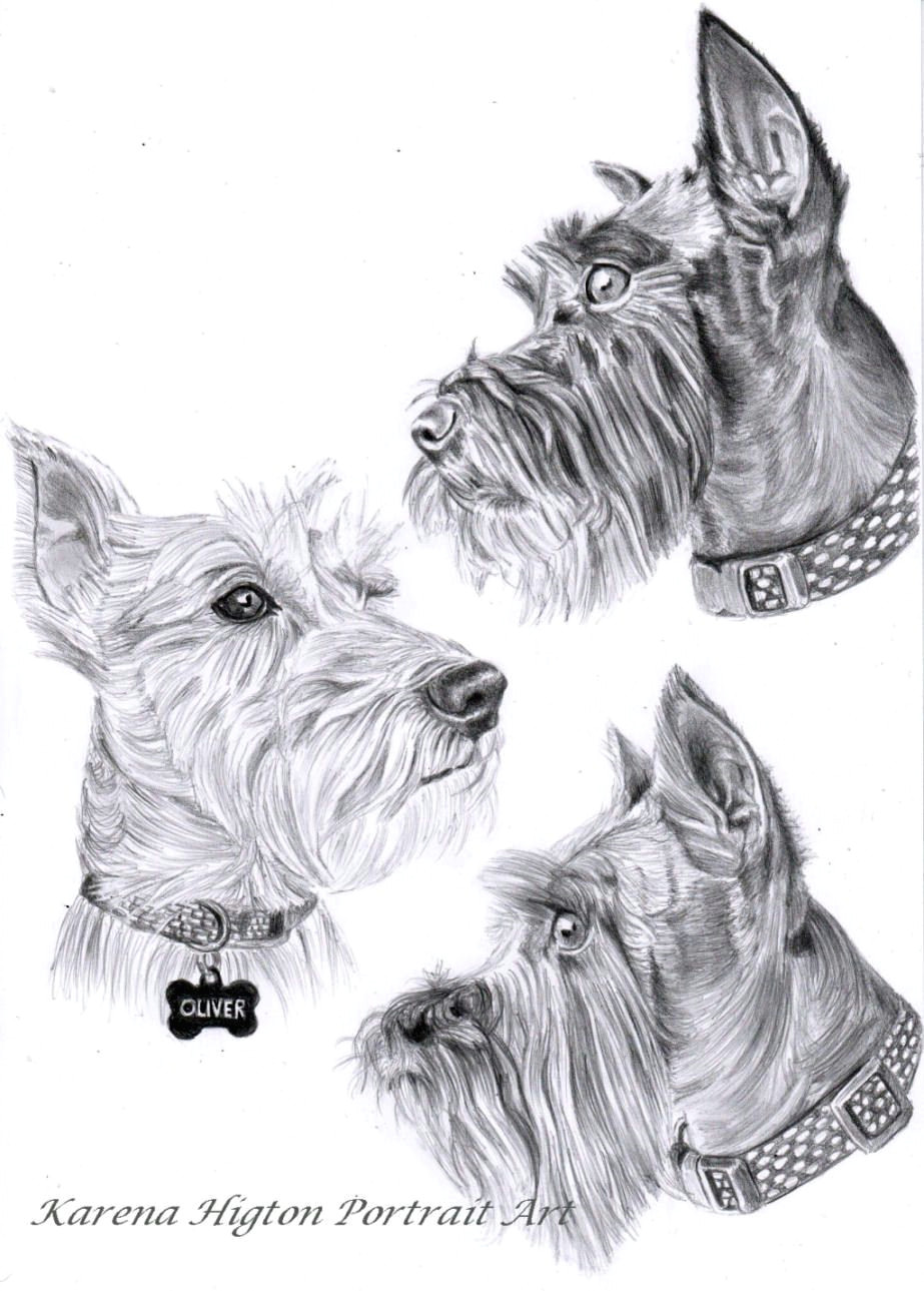 Dog Drawing Commission A4 Pencil Sketch Commissions Of 3 Schnauzers by Karena Higton