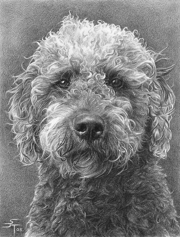 Dog Drawing Commission A4 Portrait Commission Benny by Sami Thorpe Artists