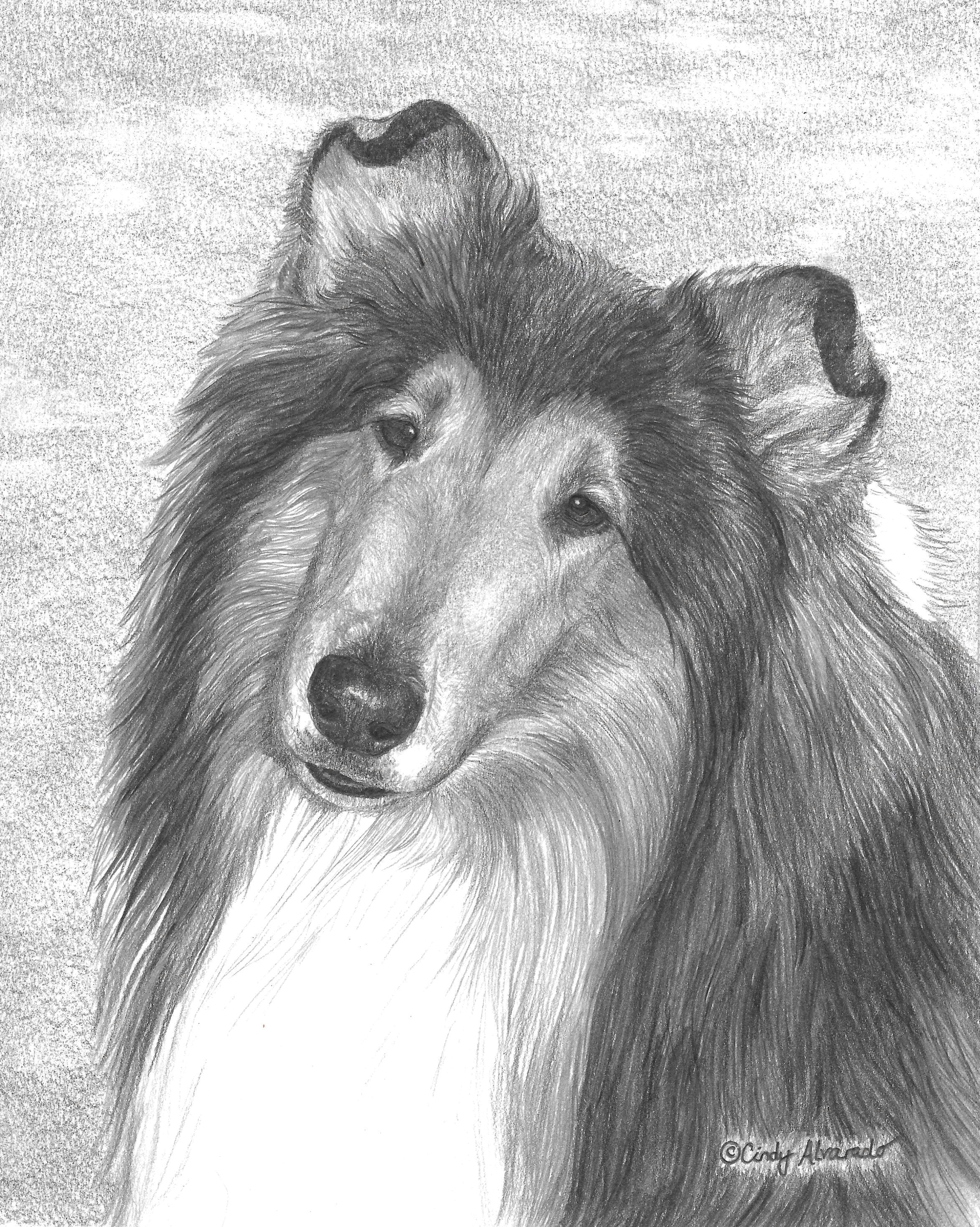 Dog Drawing Commission Fella Portrait Commission This is A Graphite Pencil Drawing that I
