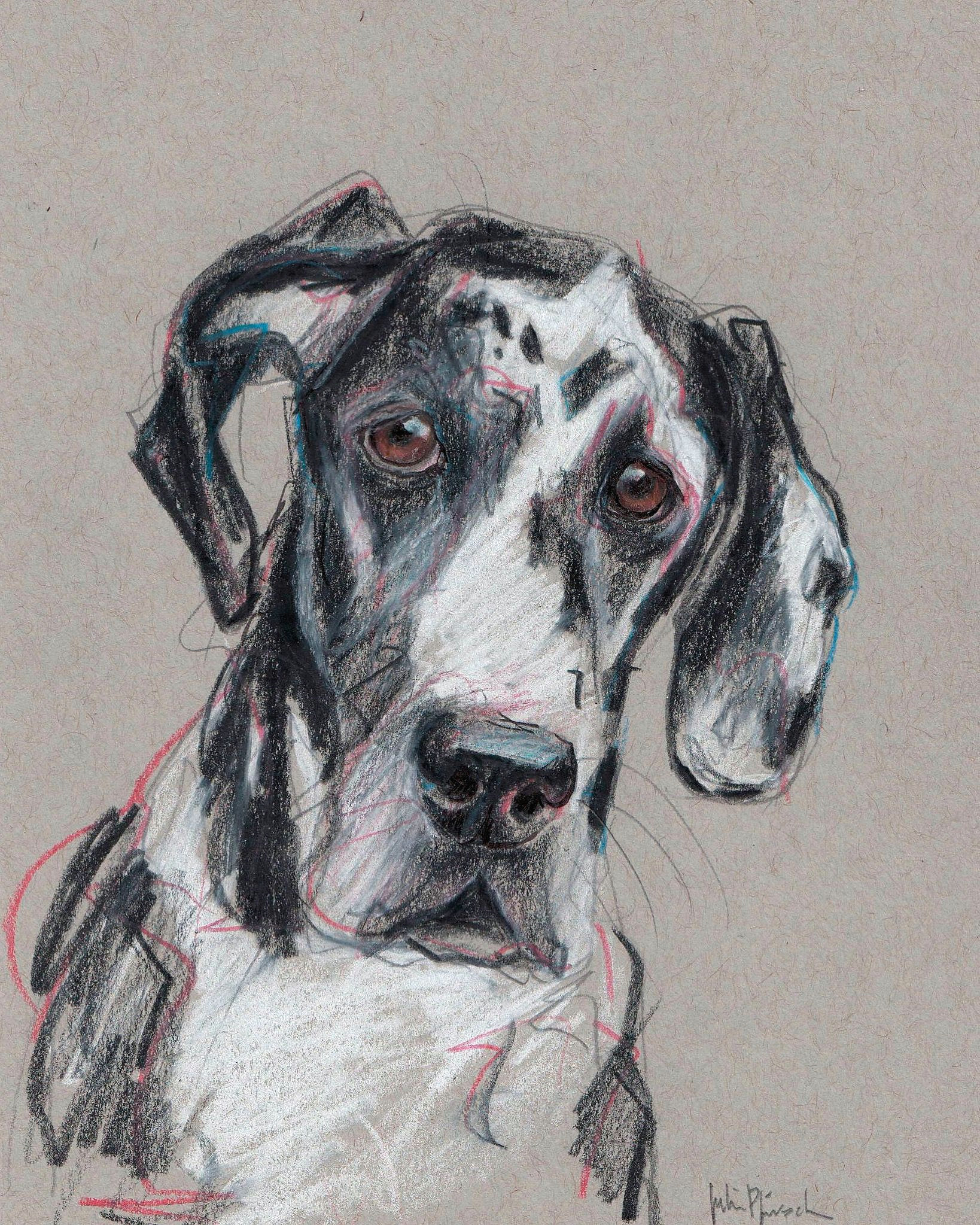 Dog Drawing Commission Spock Pet Portrait Hand Drawn Commission Art by Julie Pfirsch Great