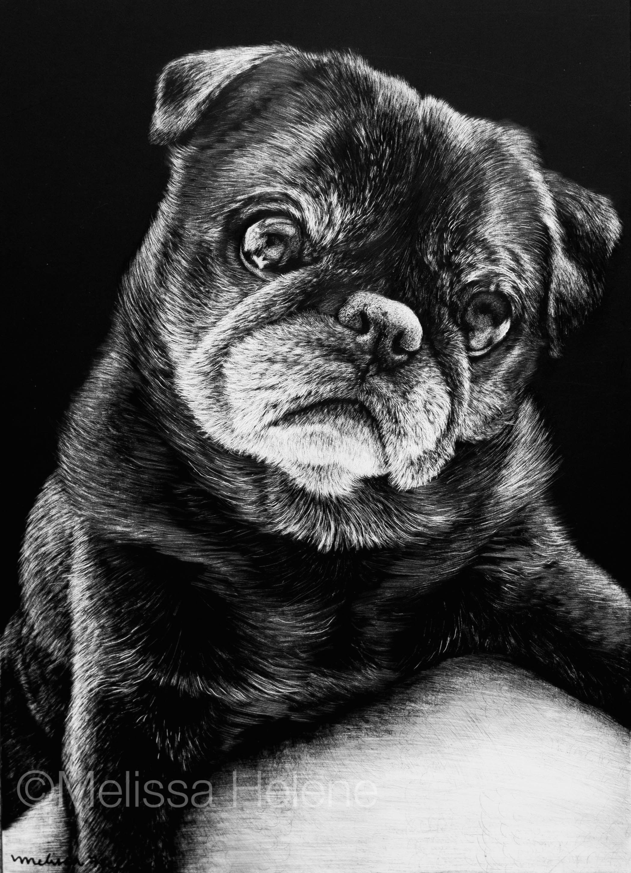 Dog Drawing Commission Zoey Melissa Helene Fine Arts Photography 5×7 Scratchboard Www