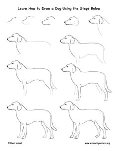 Dog Drawing for Grade 1 128 Best Drawing Animals Images Animal Drawings Draw Animals
