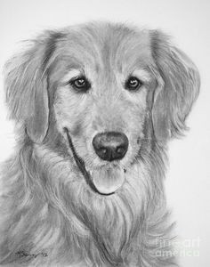 Dog Drawing Golden Retriever 437 Best It S All Golden Artwise Images In 2019 Drawings Of Dogs