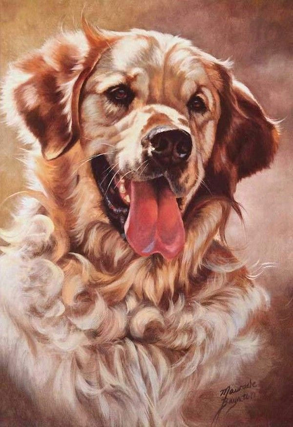 Dog Drawing Golden Retriever Kato by Maurade Baynton Mixed Media Dog Art Dog Paintings Art