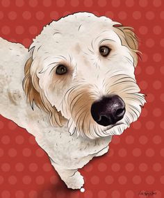 Dog Drawing Goldendoodle 114 Best Golden Doodle Clipart Images In 2019 Animal Drawings