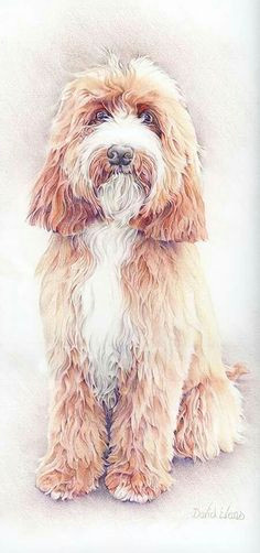 Dog Drawing Goldendoodle 333 Best Lucy the Goldendoodle Images In 2019 Felt Animals Felt