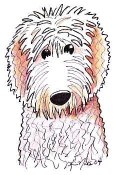 Dog Drawing Goldendoodle 56 Best Lapradoodle Images Animal Drawings Dog Art Goldendoodles