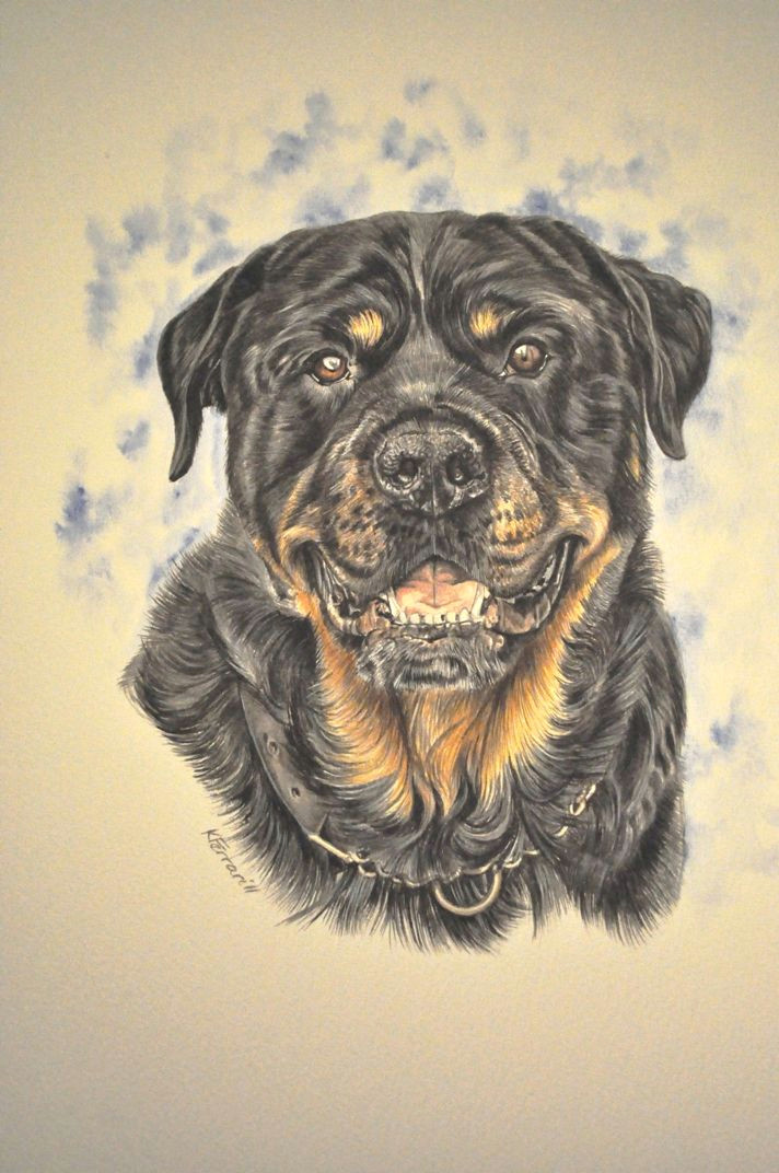 Dog Drawing Hashtags Gouache Painting Www Katyferrari Com Rotties Pinterest