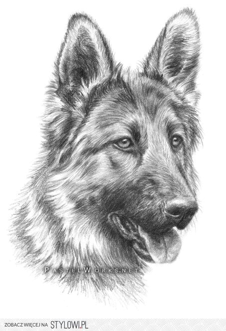 Dog Drawing Net Image Result for Rysunki Oa A Wkiem Zwierza T Beautiful Places