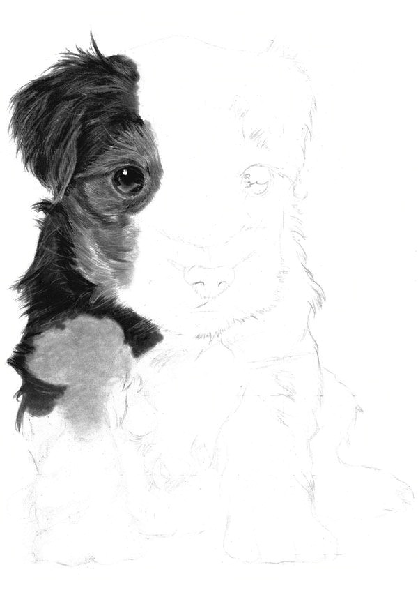 Dog Drawing Real Continue Working Down the Left Side Of the Puppy Moving Onto the