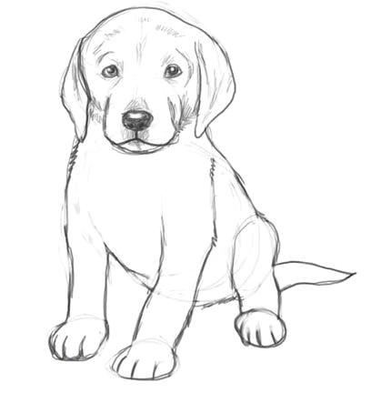 Dog Drawing Realistic Easy Dog Drawings In Pencil Easy for Kids Sketch Coloring Page Drawing