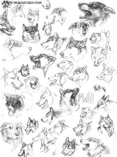 Dog Drawing Reference 114 Best Animal Anatomy Artist Reference Images Draw Animals