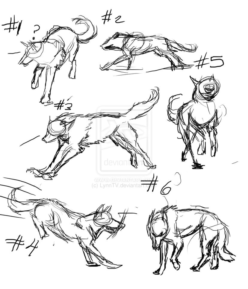 Dog Drawing Reference Drawing Wolf Ideas Google Search Draw Photo Animal Anatomy