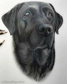 Dog Drawing Time Lapse 289 Best C Images In 2019 Animal Drawings Dog Paintings Drawings