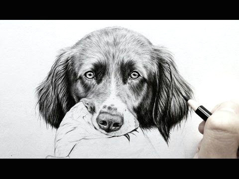 Dog Drawing Time Lapse How to Draw A Realistic Dog Nose with Graphite Drawing Tutorial