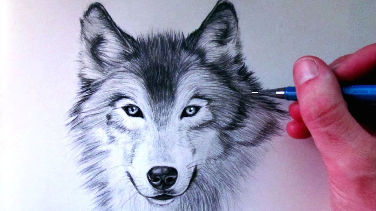 Dog Drawing Time Lapse How to Draw A Wolf Youtube