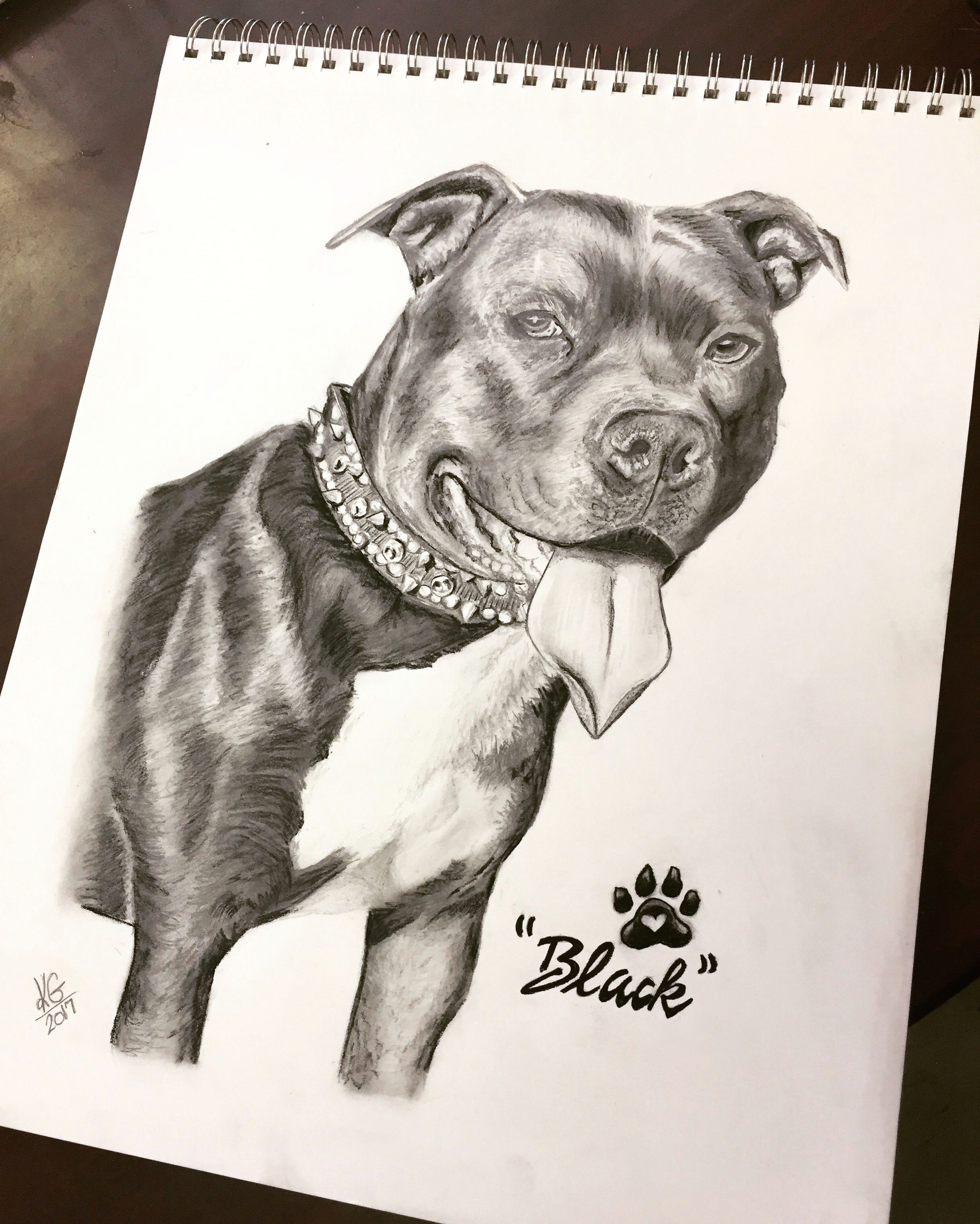 Dog Drawing Time Lapse Time Lapse Drawing Of A Pit Bull Dog by Karen Governale Www