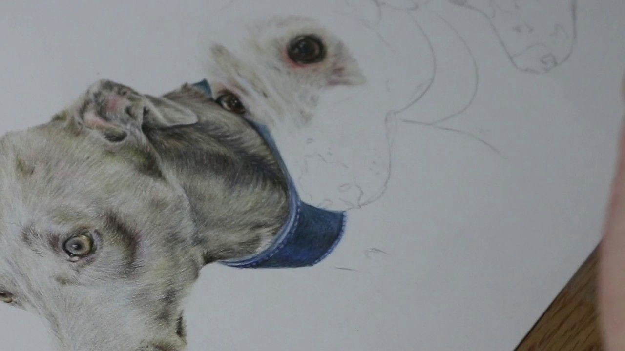 Dog Drawing Time Lapse Time Lapse Whippets Part One Youtube Art Pencil and Charcol