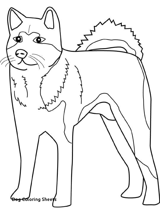 Dog Drawing to Colour Dinosaur Pics to Color Alcater Coloring Page