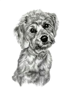 Dog Drawing to Copy 14 Best Small Breed Dogs I Ve Sketched Images Small Breed Dogs