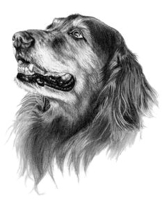 Dog Drawing to Copy 49 Best Sporting Breed Dogs I Ve Sketched Images Dog Art Pet