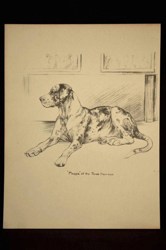 Dog Drawing to Print Great Dane Print Dog Print Great Dane Spotted Drawing Illustration
