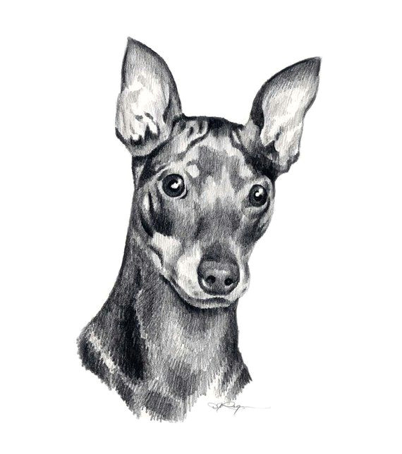 Dog Drawing to Print Miniature Pinscher Dog Pencil Drawing Art Print by Artist Dj Rogers