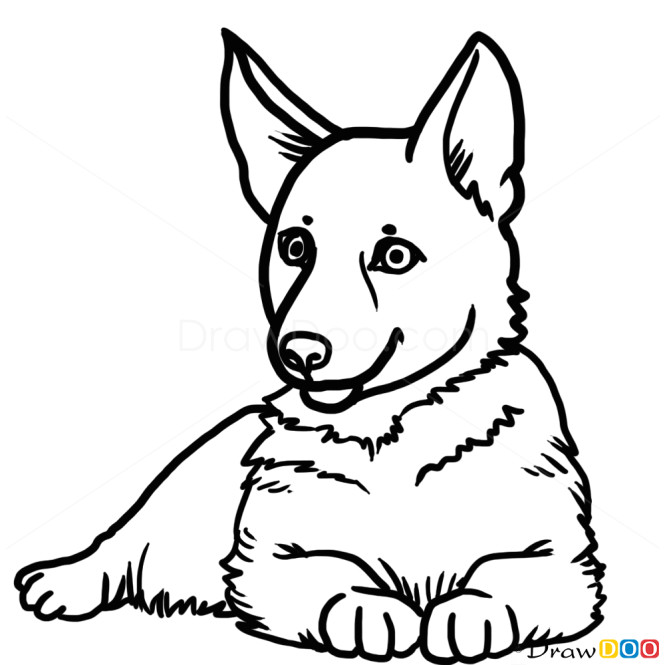 Dog Drawing Trick How to Draw Puppy German Shepherd Dogs and Puppies Drawings In