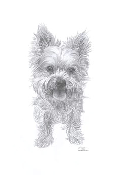 Dog Drawing Yorkie 161 Best Cartoon Yorkies Images Dog Paintings Drawings Of Dogs