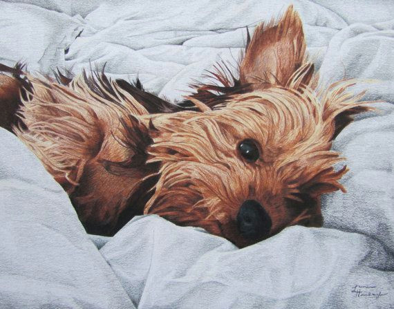 Dog Drawing Yorkie Print Of Yorkshire Terrier Drawing Yorkies Drawings Pencil