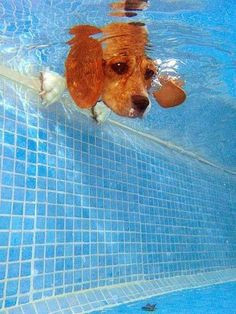 Dog Underwater Drawing 96 Best Swimming Images Drawings Water Illustrations