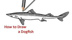 Dogfish Drawing 229 Best Drawing Images In 2019 Coloring Pages for Kids Learning