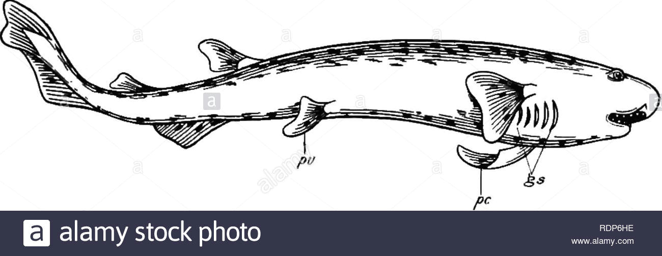 Dogfish Drawing P and Gs Stock Photos P and Gs Stock Images Alamy