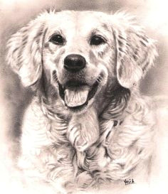 Dogs Barking Drawing 37 Best Dog Sketches Images Pencil Drawings Graphite Drawings