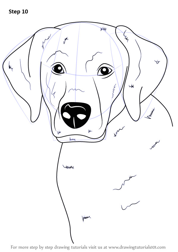 Dogs Drawing Png Labrador is A Dog which Belongs to Gun Type Dog This Dog is Called