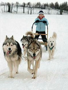 Dogs Drawing Sleds 19 Best Dog Sledding Images Sled Dogs Animales Dogs