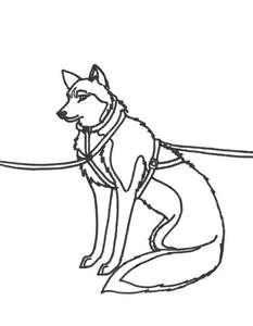 Dogs Drawing Sleds 236 Best Dog Sledding Mushing Images Sled Dogs Husky Dog Scouts