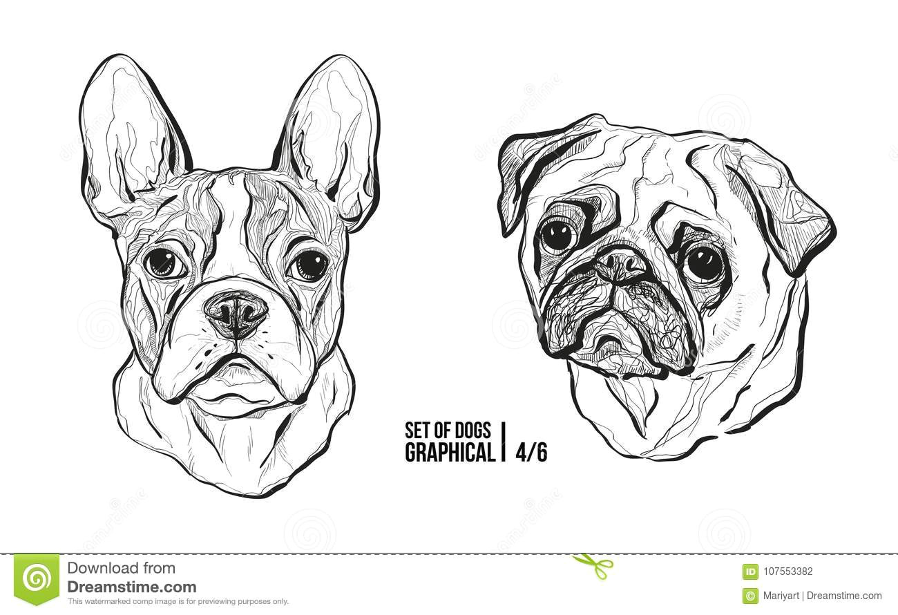 Dogs Drawing Vector Set Of Dogs Breeds French Bulldog and Pug Graphical Vector